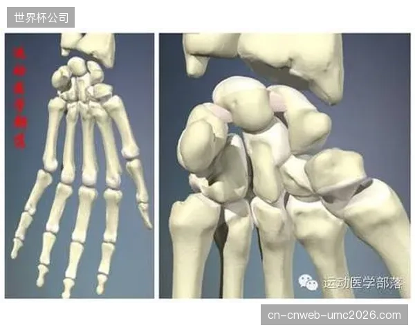 手腕骨骼影像能否真正肃清基层比赛虚假年龄毒瘤？